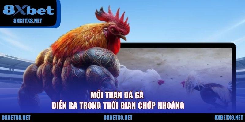 Mỗi trận đá gà diễn ra trong thời gian chớp nhoáng Mỗi trận đá gà diễn ra trong thời gian chớp nhoáng